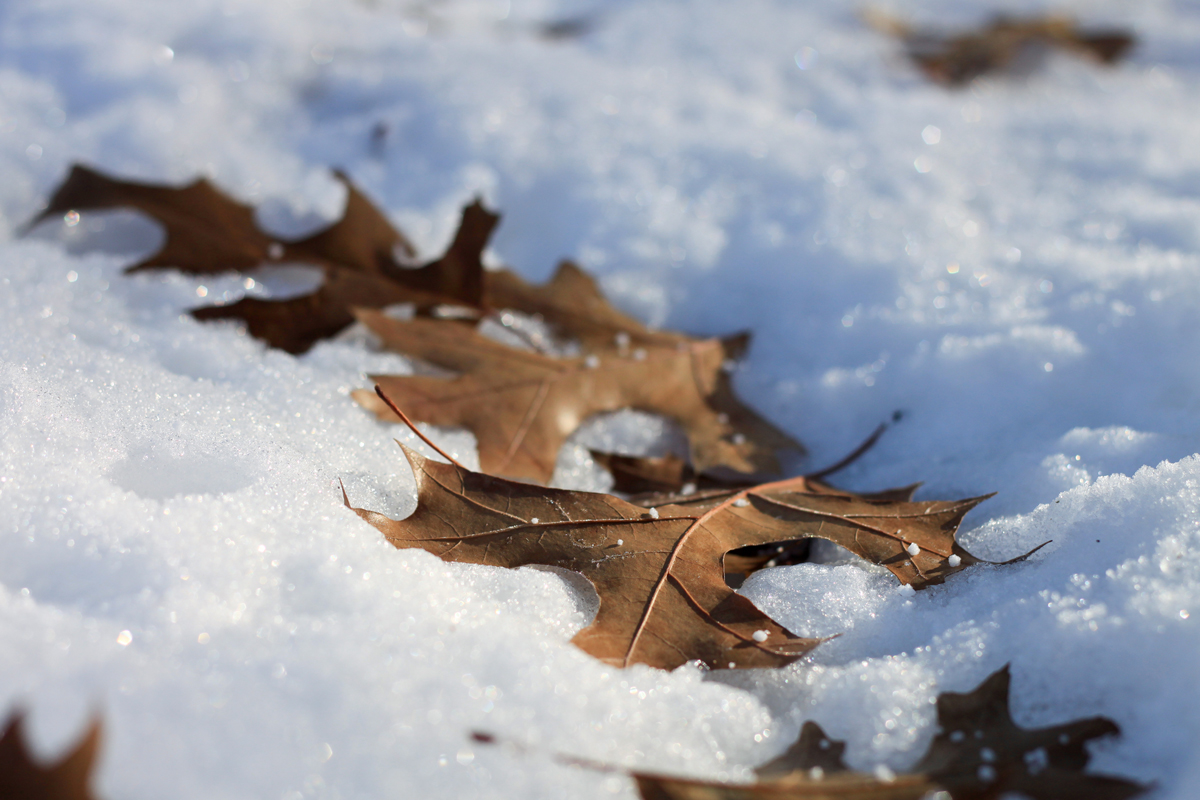 januar_liebling